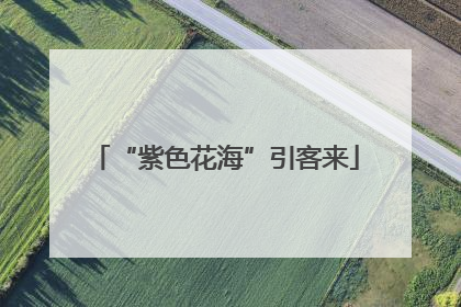 “紫色花海”引客来