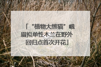 “植物大熊猫”峨眉拟单性木兰在野外回归点首次开花
