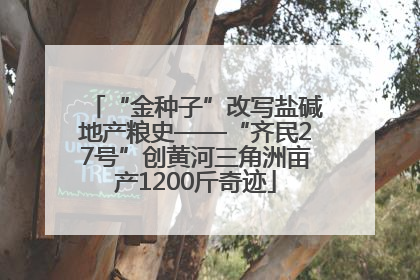 “金种子”改写盐碱地产粮史——“齐民27号”创黄河三角洲亩产1200斤奇迹