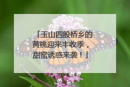 玉山四股桥乡的黄桃迎来丰收季，甜蜜诱惑来袭！