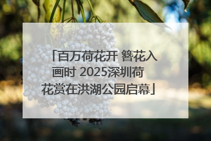百万荷花开 簪花入画时 2025深圳荷花赏在洪湖公园启幕