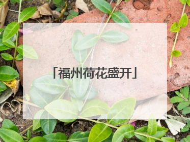 福州荷花盛开