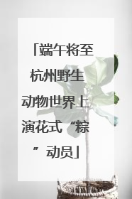 端午将至 杭州野生动物世界上演花式“粽”动员