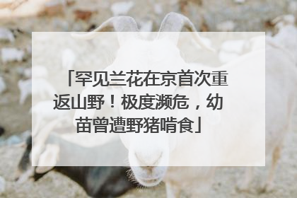 罕见兰花在京首次重返山野！极度濒危，幼苗曾遭野猪啃食