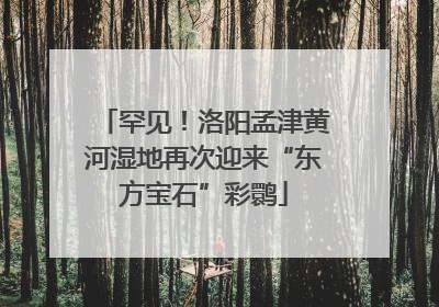 罕见！洛阳孟津黄河湿地再次迎来“东方宝石”彩鹮