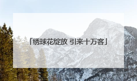 绣球花绽放 引来十万客