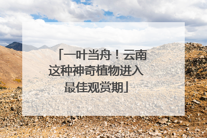 一叶当舟！云南这种神奇植物进入最佳观赏期