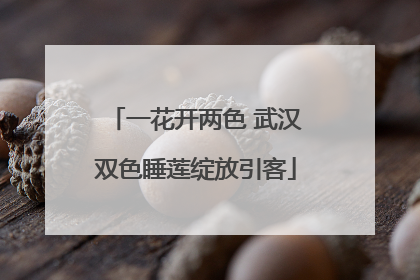 一花开两色 武汉双色睡莲绽放引客