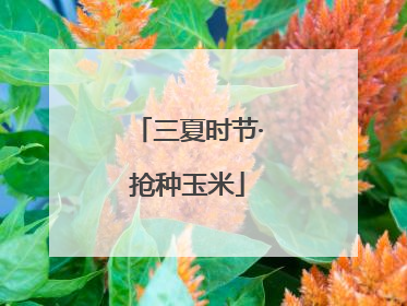 三夏时节·抢种玉米