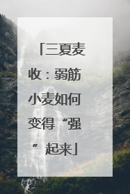 三夏麦收：弱筋小麦如何变得“强”起来