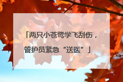 两只小苍鹭学飞刮伤，管护员紧急“送医”