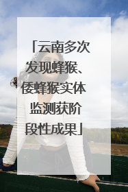 云南多次发现蜂猴、倭蜂猴实体 监测获阶段性成果
