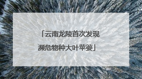 云南龙陵首次发现濒危物种大叶苹婆