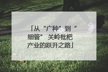 从“广种”到“细管” 关岭枇杷产业的跃升之路