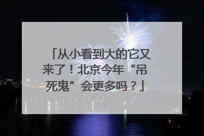 从小看到大的它又来了！北京今年“吊死鬼”会更多吗？