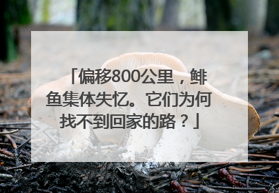 偏移800公里，鲱鱼集体失忆。它们为何找不到回家的路？