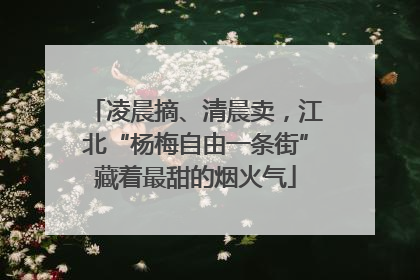 凌晨摘、清晨卖，江北“杨梅自由一条街”藏着最甜的烟火气