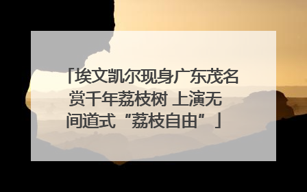 埃文凯尔现身广东茂名 赏千年荔枝树 上演无间道式“荔枝自由”