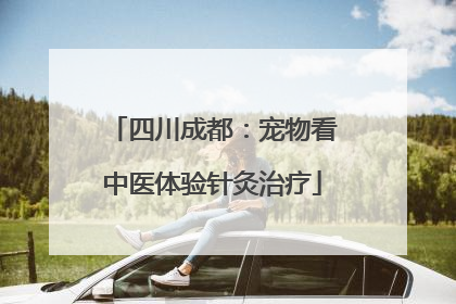四川成都：宠物看中医体验针灸治疗