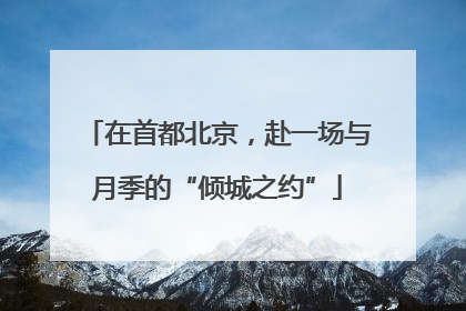 在首都北京，赴一场与月季的“倾城之约”
