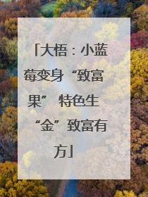 大悟：小蓝莓变身“致富果” 特色生“金”致富有方