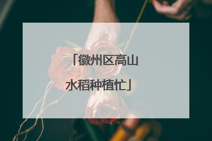 徽州区高山水稻种植忙