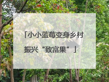 小小蓝莓变身乡村振兴“致富果”