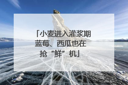 小麦进入灌浆期 蓝莓、西瓜也在抢“鲜”机