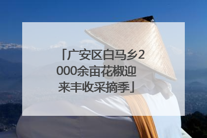 广安区白马乡2000余亩花椒迎来丰收采摘季