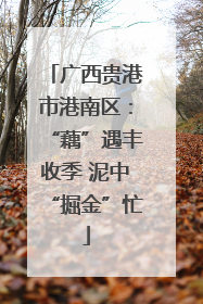 广西贵港市港南区：“藕”遇丰收季 泥中“掘金”忙