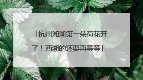 杭州湘湖第一朵荷花开了！西湖的还要再等等