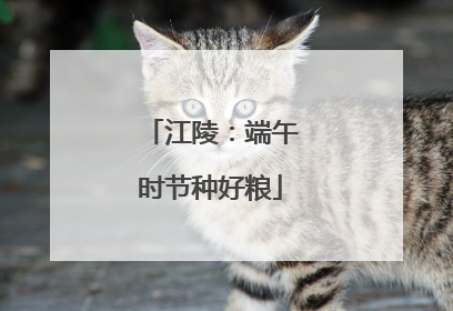 江陵：端午时节种好粮