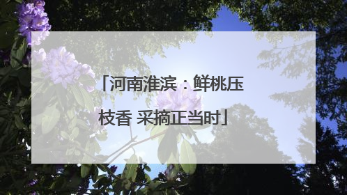 河南淮滨：鲜桃压枝香 采摘正当时