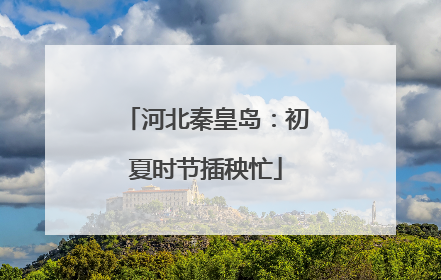 河北秦皇岛：初夏时节插秧忙