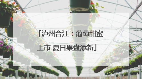 泸州合江：葡萄甜蜜上市 夏日果盘添新