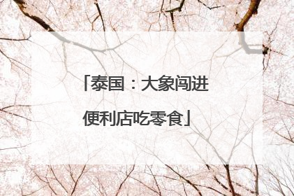 泰国：大象闯进便利店吃零食
