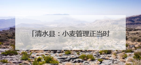 清水县：小麦管理正当时 守护粮“芯”绘丰景