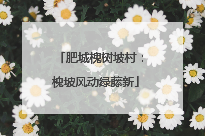 肥城槐树坡村：槐坡风动绿藤新