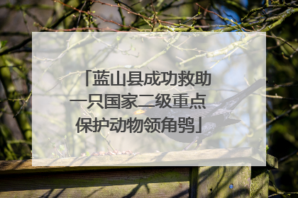 蓝山县成功救助一只国家二级重点保护动物领角鸮