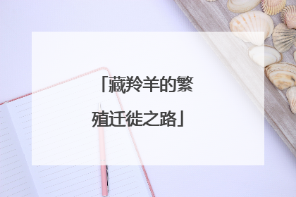 藏羚羊的繁殖迁徙之路