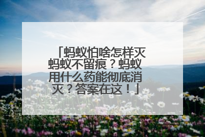 蚂蚁怕啥怎样灭蚂蚁不留痕？蚂蚁用什么药能彻底消灭？答案在这！