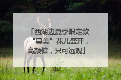 西湖边夏季限定款“臭美”花儿盛开，高颜值，只可远观