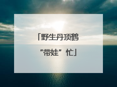 野生丹顶鹤“带娃”忙