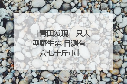 青田发现一只大型野生鼋 目测有六七十斤重