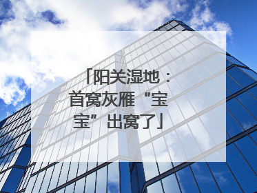 阳关湿地：首窝灰雁“宝宝”出窝了