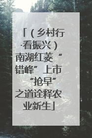 （乡村行·看振兴）南湖红菱“错峰”上市 “抢早”之道诠释农业新生
