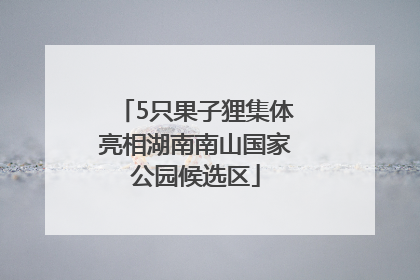 5只果子狸集体亮相湖南南山国家公园候选区